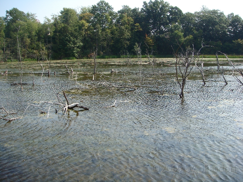 Western Michigan [2009] 378.JPG - Scenes from Frederik Meijer Gardens & Sculpture Park.